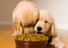 Dry Dog Food For Weight Loss