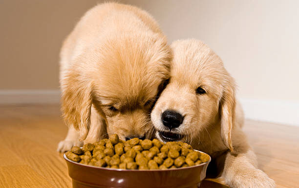Dry Dog Food For Weight Loss